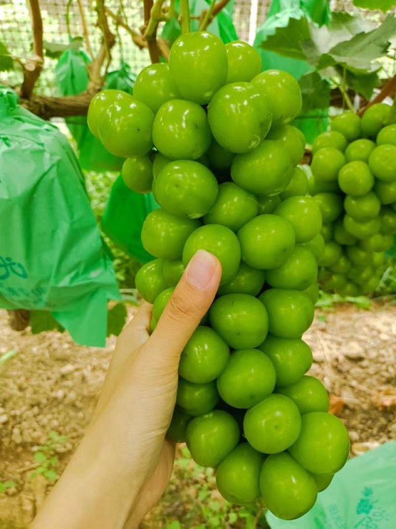 阳光玫瑰葡萄纸袋阳光玫瑰