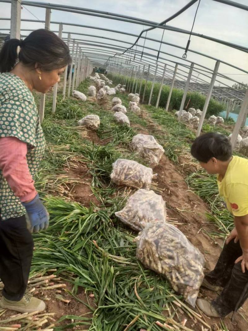 红芽嫩姜好芽鲜姜大量上市鲜姜现挖品质好一手货源