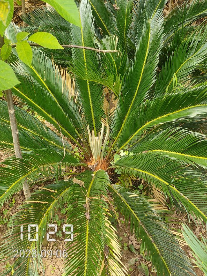 70公分高的铁树，支持线上保障交易