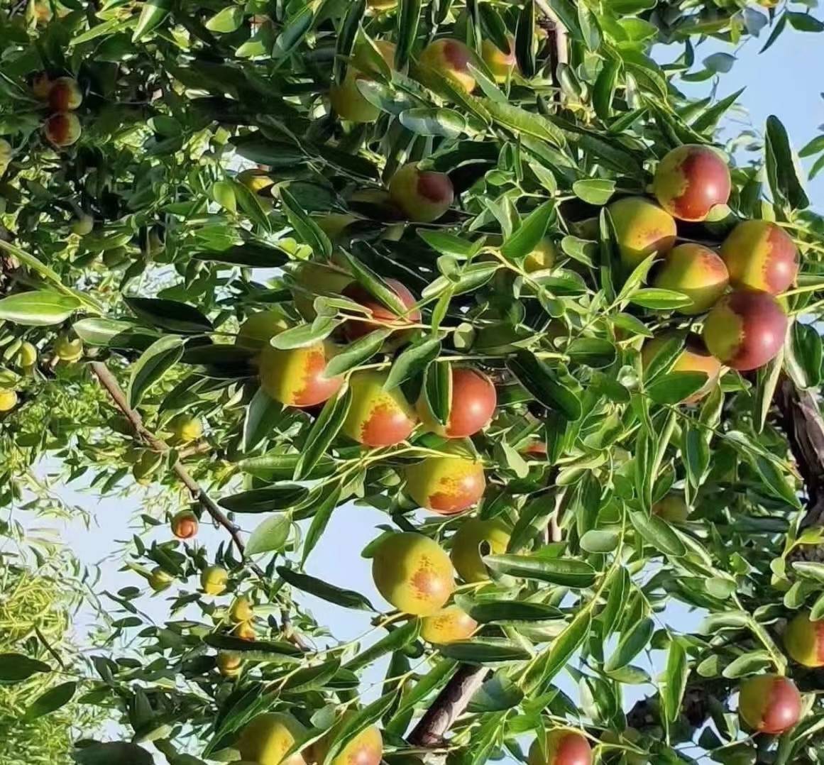 高清微距拍摄:一串9–12枚成熟沧州圆枣自然垂挂于青绿枝条上,果实呈标准球形,直径约2.5cm,果皮深红泛油光,部分果面反射晨光,可见细微果点与蜡质层,背景虚化呈现沙质壤土与疏朗枣树冠层 沧州圆枣特写:整串挂果枝头,果实饱满圆润、色泽深红油亮,表皮光滑无裂,背景可见典型冀中平原枣园生态