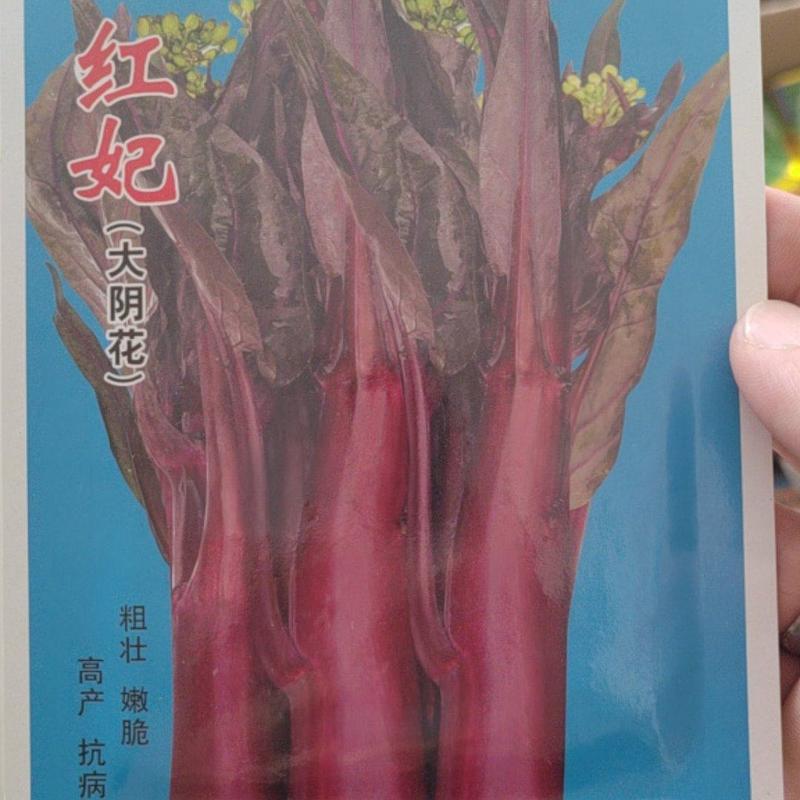 大阴花红菜苔种子红油菜苔种子