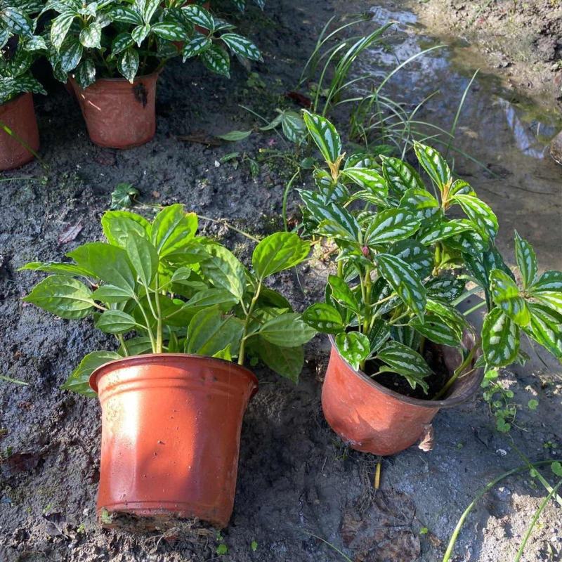 冷水花大杯容器苗，高度20-30厘米。基地常年批发