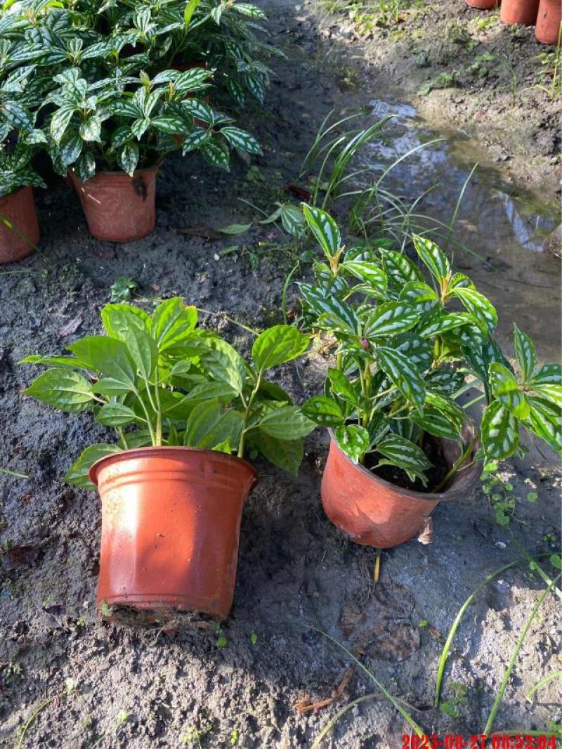 冷水花大杯容器苗，高度20-30厘米。基地常年批发