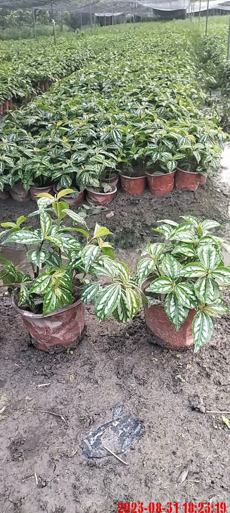 冷水花大杯容器苗，高度20-30厘米。基地常年批发