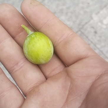 银杏果