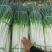 优质大葱精品长白大葱河南滑县产地直供保质保量欢迎来电