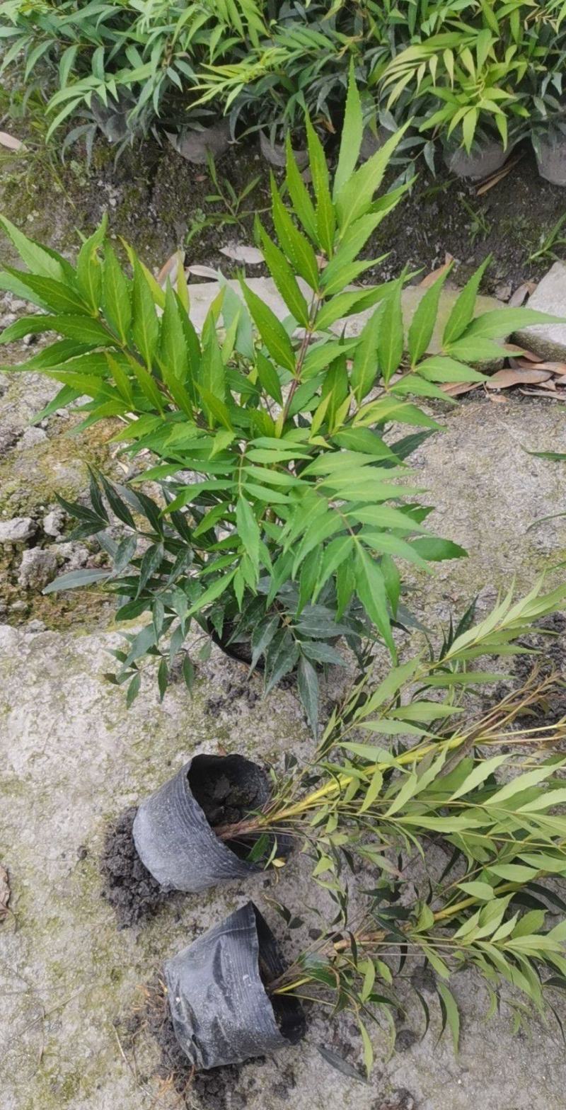 十大功劳杯苗，基地常年直销，各种规格，量大从优