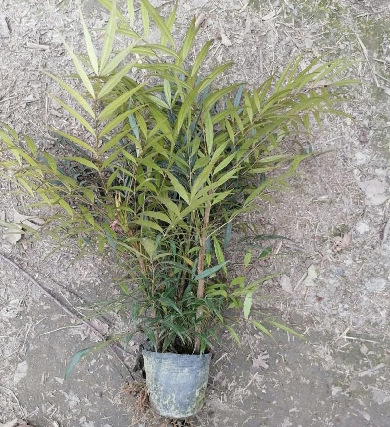 十大功劳杯苗，基地常年直销，各种规格，量大从优