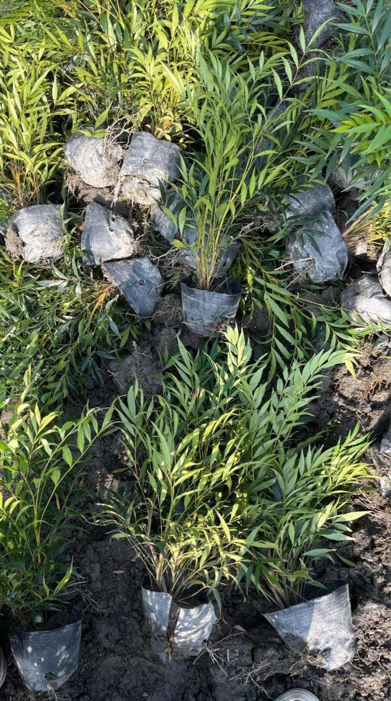 十大功劳杯苗，基地常年直销，各种规格，量大从优