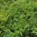 十大功劳杯苗，基地常年直销，各种规格，量大从优