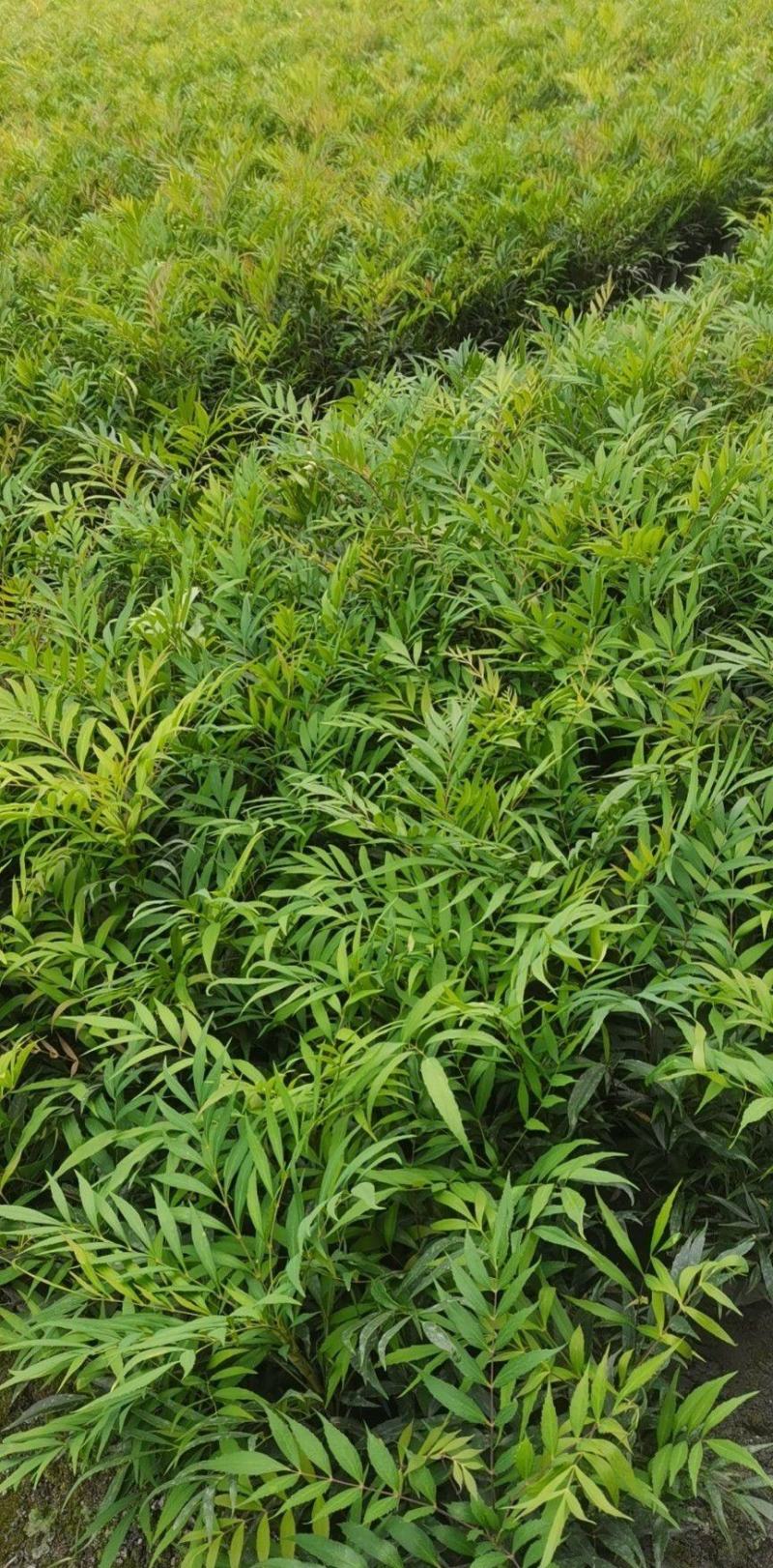 十大功劳杯苗，基地常年直销，各种规格，量大从优