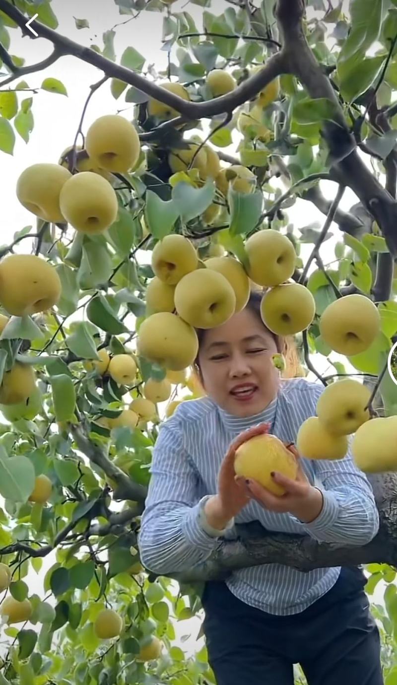 精品砀山酥梨大量供应皮薄多汁