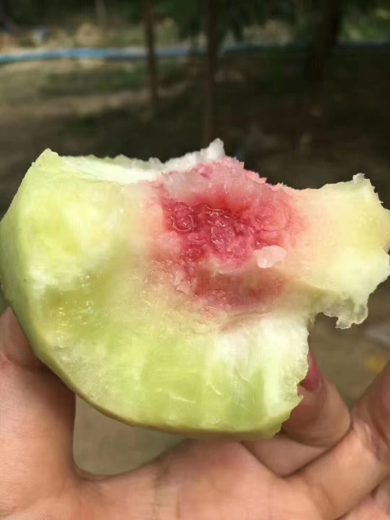 青桃青脆大量有货