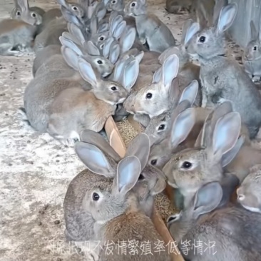 散养兔子
