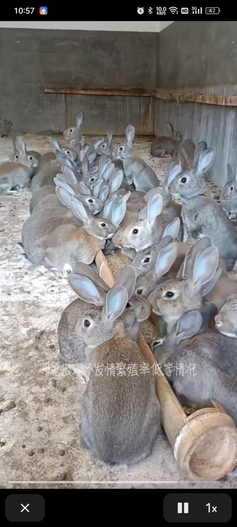 散养兔子