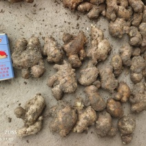 基地直供现挖老姜母，整年供应多多美团