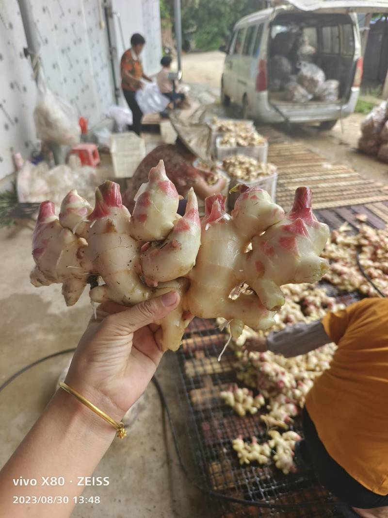 基地直供现挖老姜母，整年供应多多美团