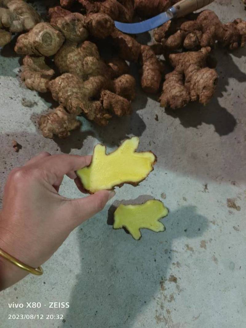 基地直供现挖老姜母，整年供应多多美团