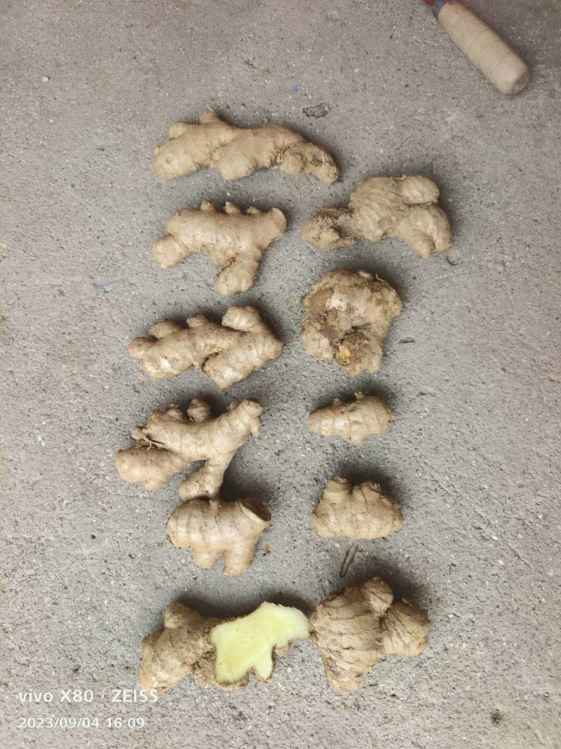 基地直供现挖老姜母，整年供应多多美团