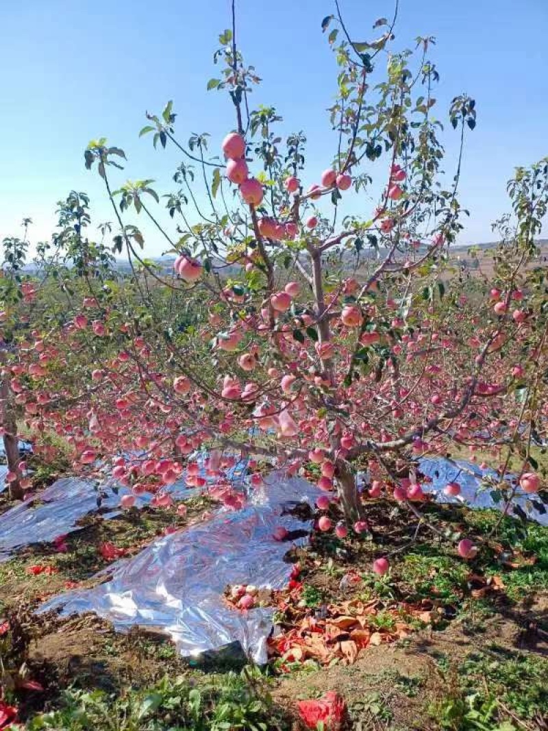 【推荐】海城寒富苹果，产地直发，品质保证欢迎选购