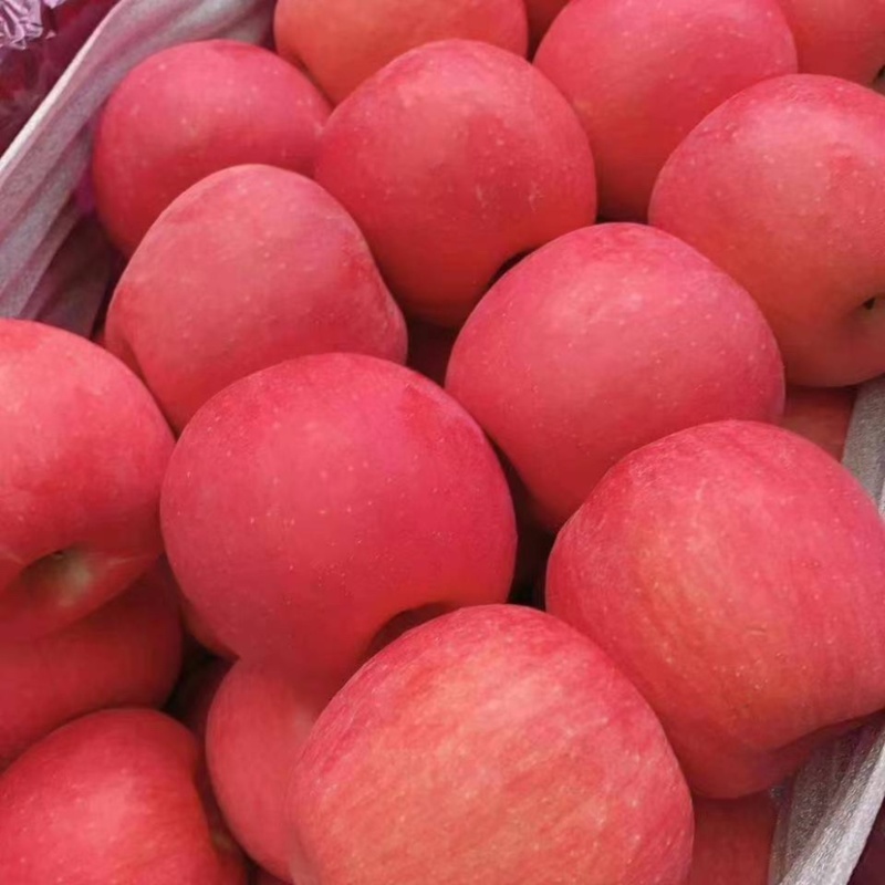 【推荐】海城寒富苹果，产地直发，品质保证欢迎选购