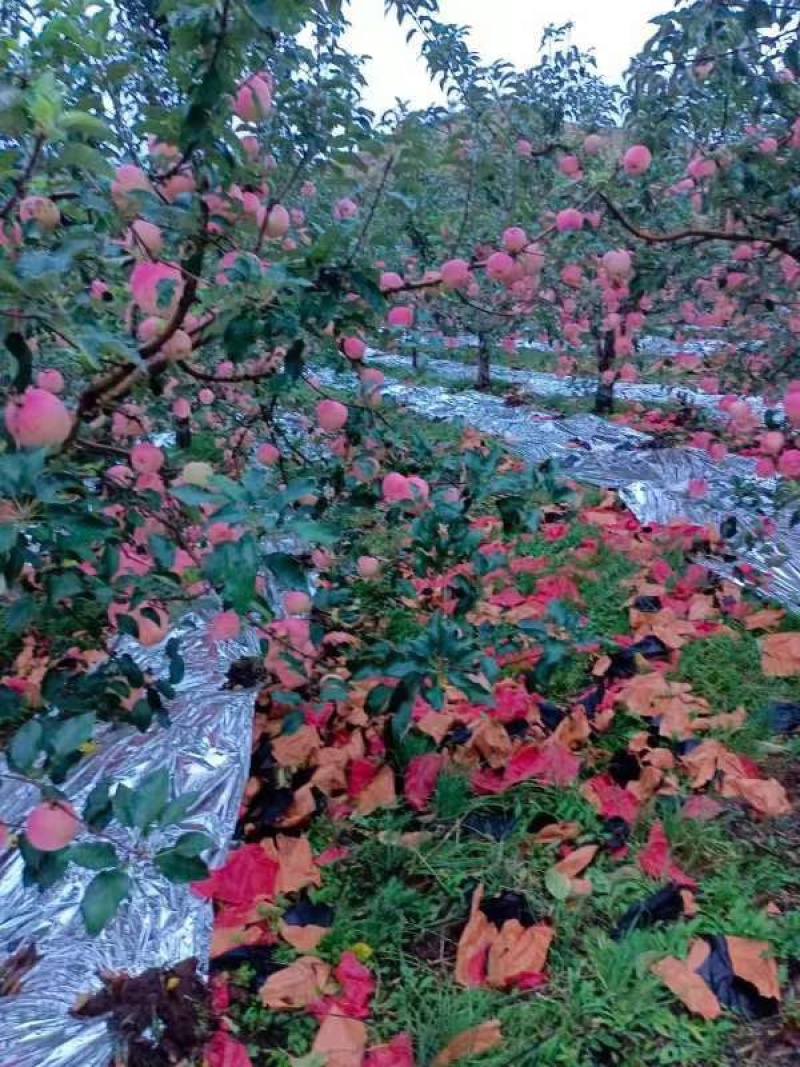【推荐】海城寒富苹果，产地直发，品质保证欢迎选购