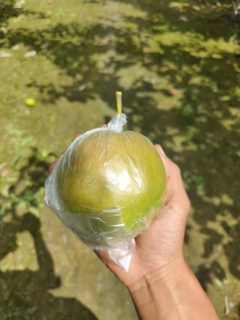 【玉露香梨】山西梨子玉露香梨山西酥梨品种多规格齐全量大