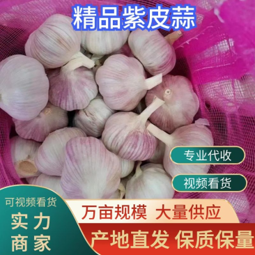 紫皮蒜精品紫皮大蒜，现货供应，基地直发，代收代贮