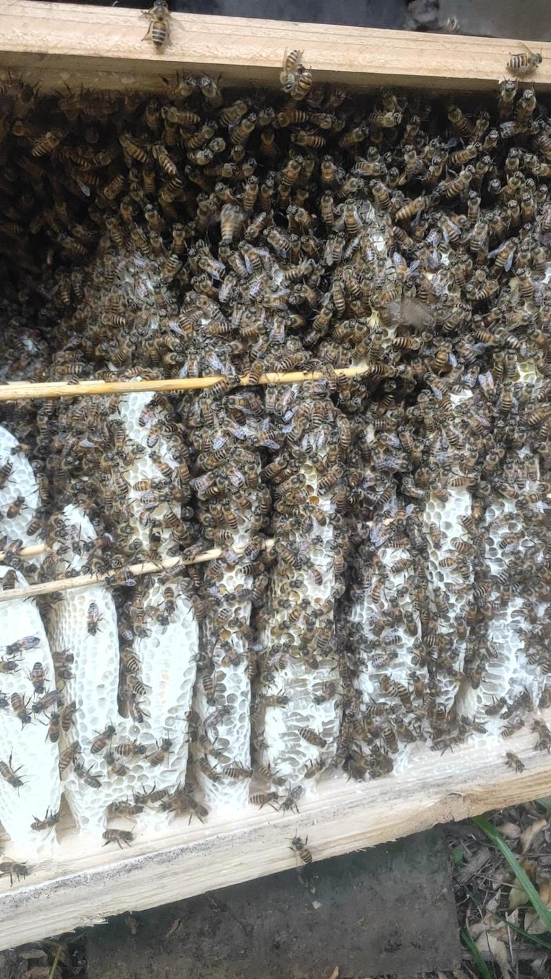 河南洛阳深山蜂巢蜜，一手货源，产地发货，可视频看货