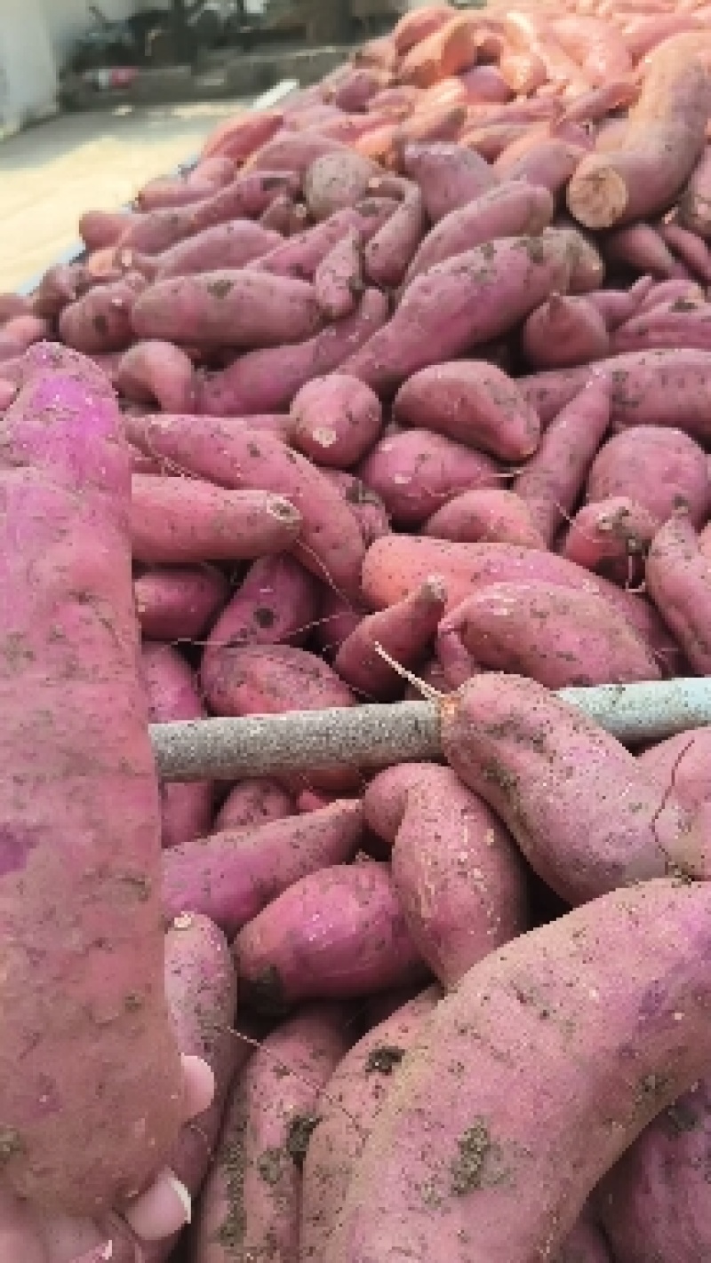 精品红薯，西瓜红万亩种植基地直销！品种多质量好！