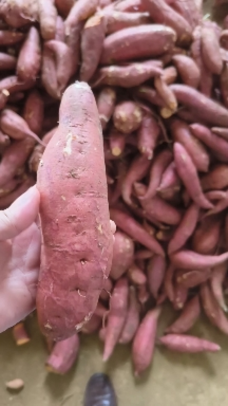 精品红薯，西瓜红万亩种植基地直销！品种多质量好！