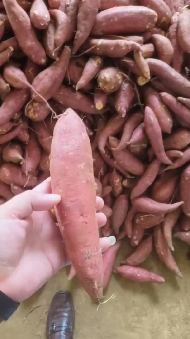精品红薯，西瓜红万亩种植基地直销！品种多质量好！