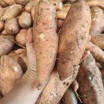 红薯龙九，万亩种植基地的，口感好，品质优，支持各种规格！