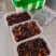 山东特山水牛