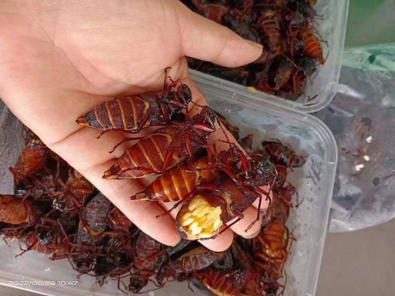 山东特山水牛