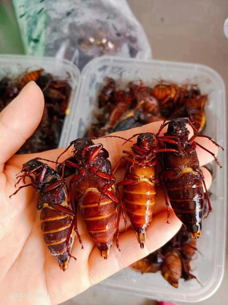 山东特山水牛