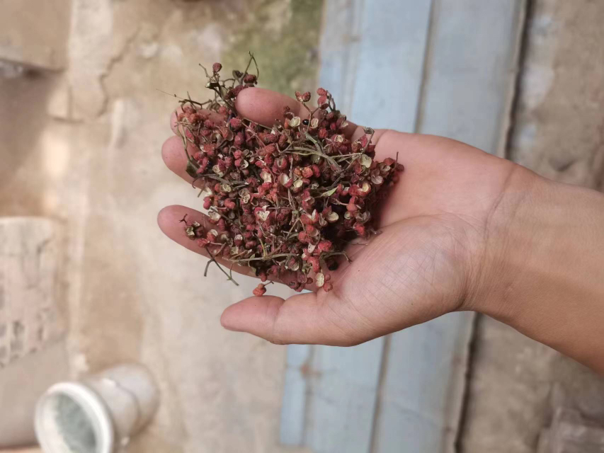 展示花椒放置在肚脐上的示意图,背景为传统中药材与人体穴位图 花椒与肚脐