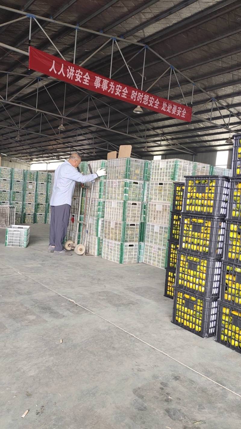 云南蜜橘，湖北宜昌分发市场