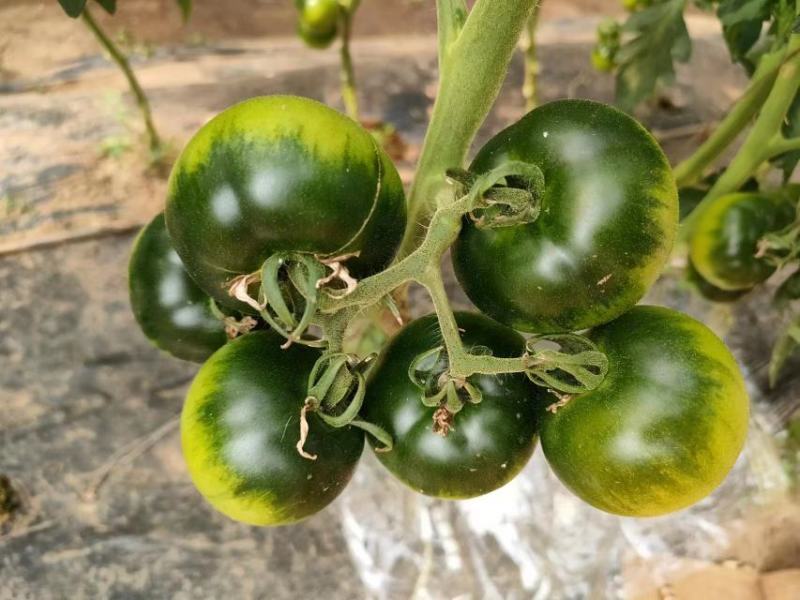 草莓柿子草莓西红柿大量上市产地直供一手货源口感嘎嘎好