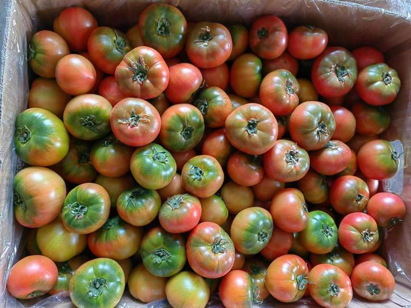 草莓柿子草莓西红柿大量上市产地直供一手货源口感嘎嘎好