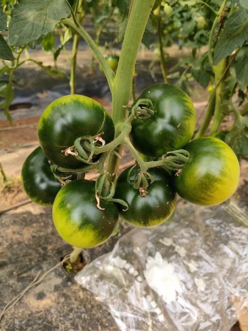 草莓西红柿草莓柿子口感好现摘现发诚信经营欢迎联系