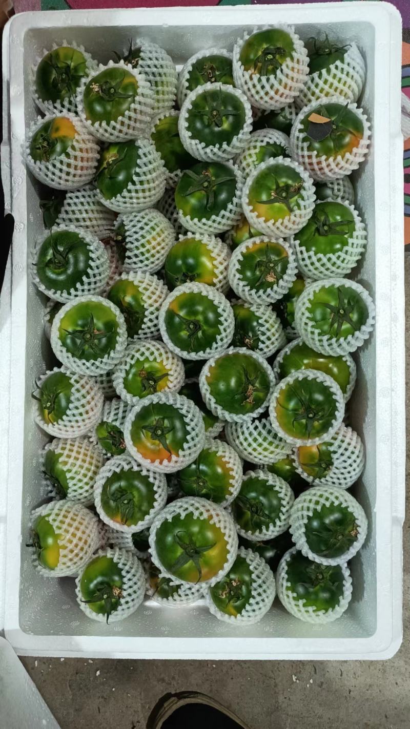草莓西红柿草莓柿子口感好现摘现发诚信经营欢迎联系