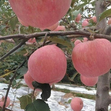 陕西精品红富士苹果，酥梨，条纹清晰果面干净超市批发市场