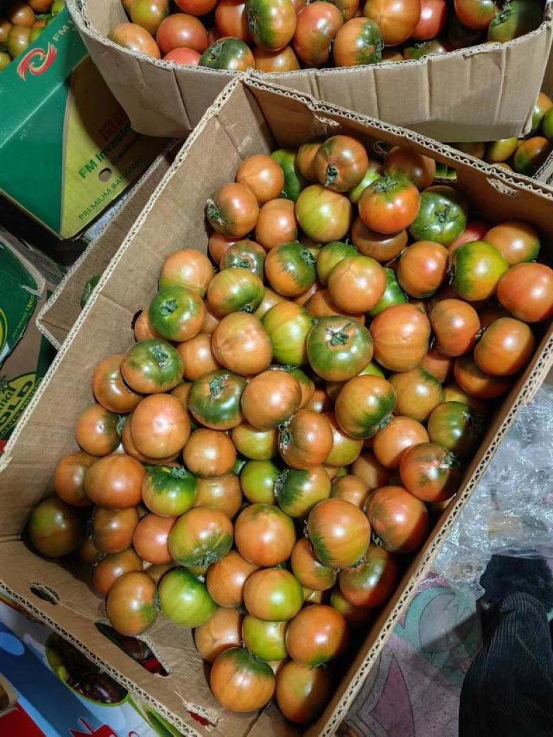 铁皮西红柿草莓柿子质量优选大量供应市场商超电商量大价优