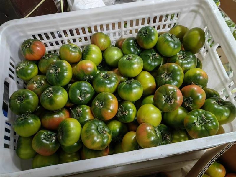 铁皮西红柿草莓柿子质量优选大量供应市场商超电商量大价优