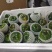 铁皮西红柿草莓柿子质量优选大量供应市场商超电商量大价优