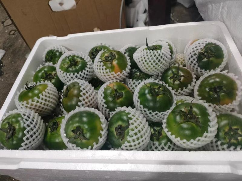 铁皮西红柿草莓柿子质量优选大量供应市场商超电商量大价优