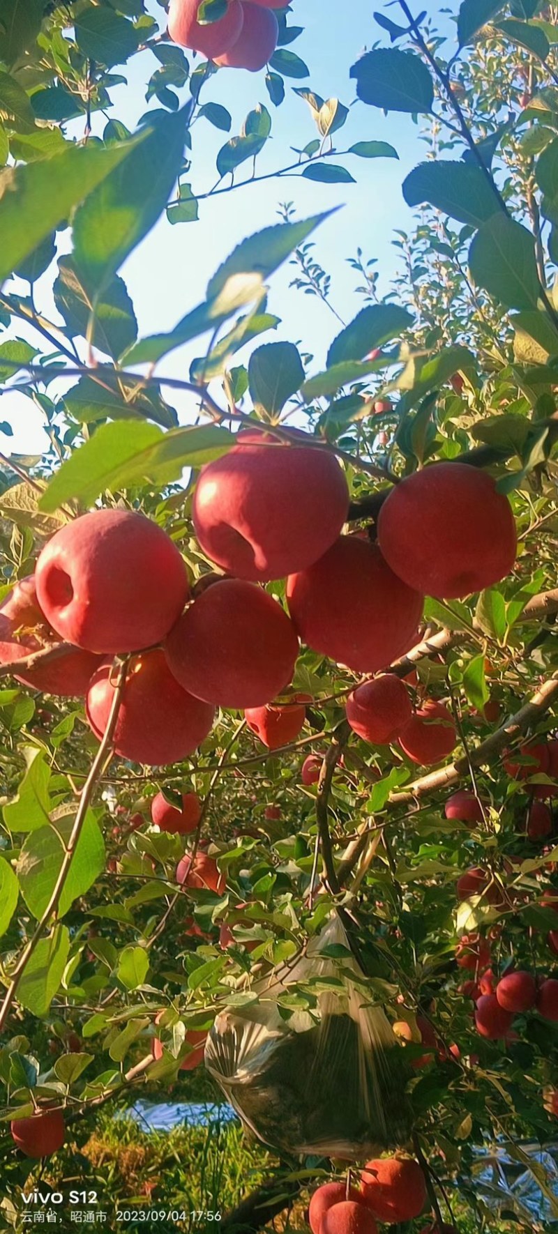 随便一个都是满满的糖心，有没有流口水？