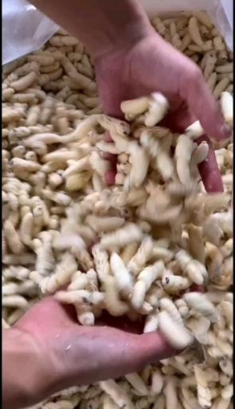 土蜂蛹，地蜂蛹，金环虎头蜂，老蜂泡酒，各价格都有货
