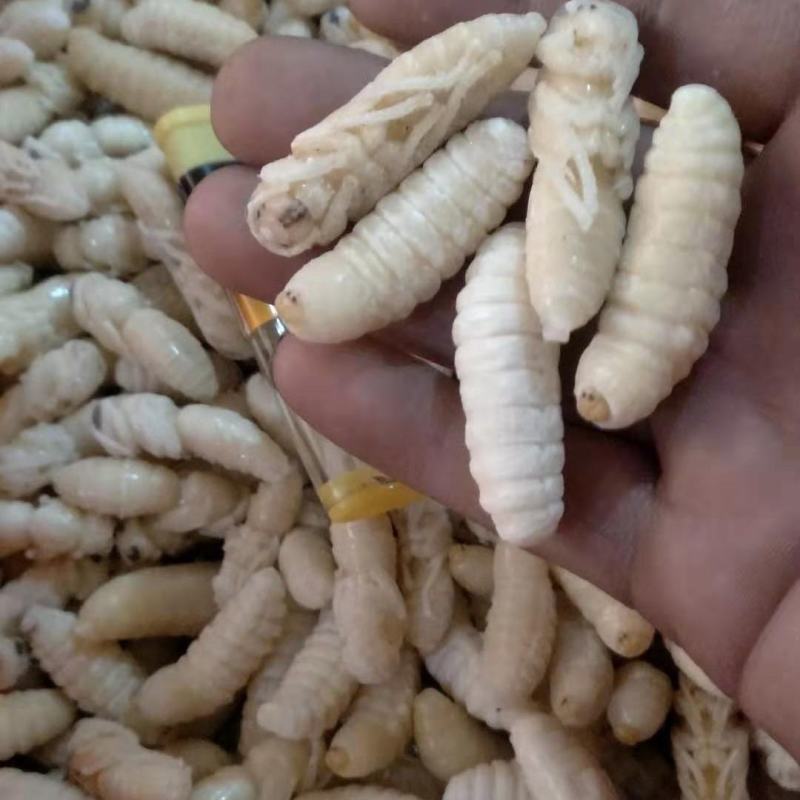 土蜂蛹，地蜂蛹，金环虎头蜂，老蜂泡酒，各价格都有货